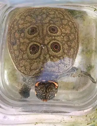 Глазчатые пятна на панцире молодой черепахи красивого трионикса (Nilssonia formosa)