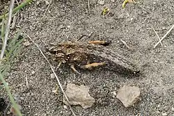 Кобылка каменная бугорчатая в Гораванских песках