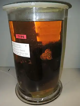 Законсервированный типовой экземпляр