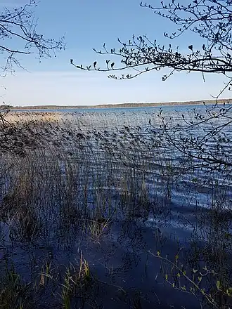 Мелководье озера в мае