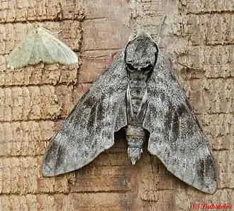 Магнолиевый бражник (Notonagemia scribae), Кунашир, кордон Даниловский, 8 августа 2019 г.