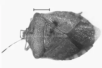 Noualhieridia marginata. Длина отрезка 2 мм