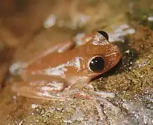 Оливковая сетчатоглазка