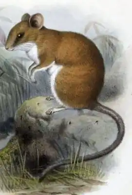 Соневидный хомячок (Nyctomys sumichrasti)