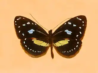 Elzunia humboldt bonplandii