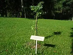 Мемориальный дуб Чеслава Милоша