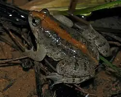 Occidozyga sumatrana