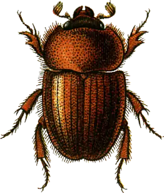 Ochodaeus chrysomeloides