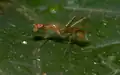 Micropezidae sp. (500 видов), мимикрирующий муравьям рода Oecophylla