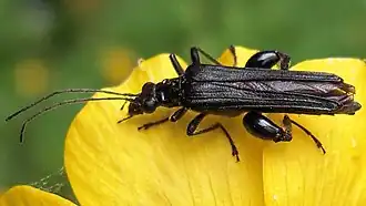 Oedemera tristis