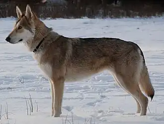 Волчья собака Сарлоса