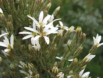 Olearia erubescens