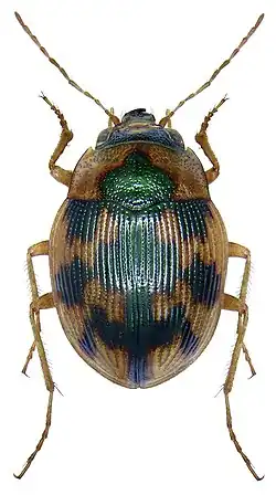 Omophron limbatum