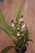 Oncidium Colmanara Jungle Monarch, растение в горшочке