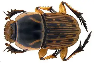 Oniticellus formosus Chevrolat, 1830