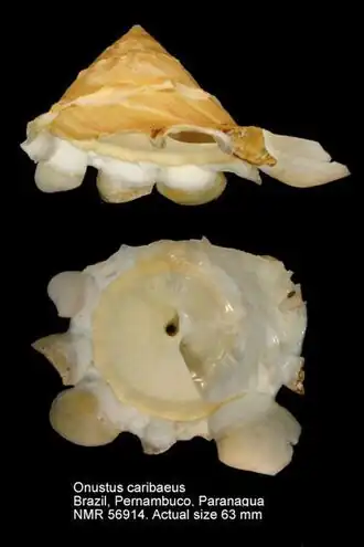 Раковина моллюска Onustus caribaeus