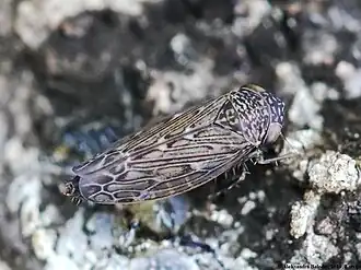 Имаго Ophiola russeola