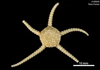 Ophioplinthus martensi