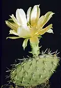 Opuntia humifusa