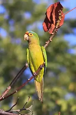 Оранжеволобая аратинга