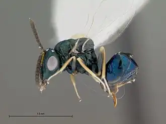 Orasema wheeleri