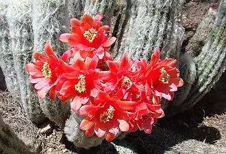 Oreocereus doelzianus