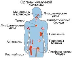 Иммунная система6 мая 2020