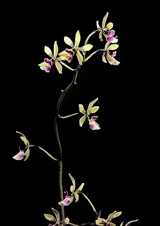 Oestlundia luteorosea