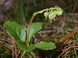 Ортилия однобокая. Общий вид цветущего растения.