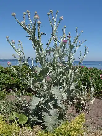 Татарник (Onopordum acánthium)