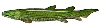 Osteolepis