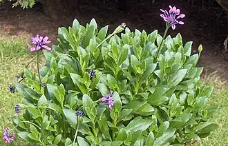 Osteospermum 'Pink Whirls'