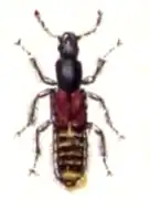 Othius punctulatus