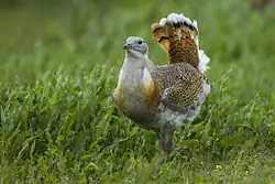 Дрофа в брачном наряде