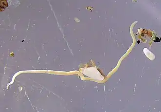 Ototyphlonemertes valentinae из Японского моря (фото А.В. Чернышева)