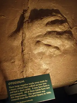 След Otozoum moodii