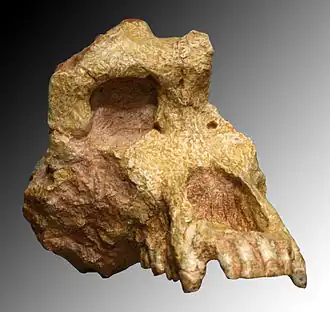 Череп Ouranopithecus macedoniensis, Музей естествознания (Париж)
