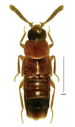 Oxypoda stanleyi