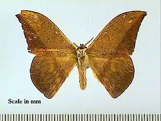 Oxyteninae
