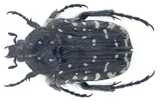 Бронзовка вонючая