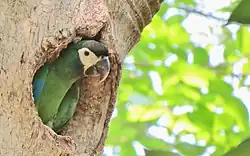 Выглядывающий из дупла