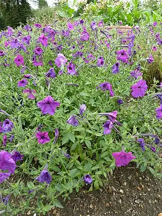 Calibrachoa parviflora