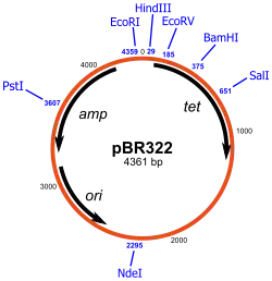 Плазмиды19 января 2019