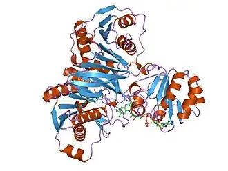 Электронпереносящий флавопротеин (ETF) из Paracoccus denitrificans.