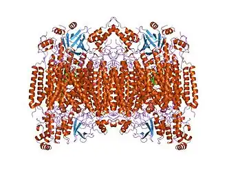 Цитохром с-оксидаза быка.