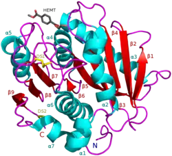 ПЭТаза I. sakaiensis в комплексе с HEMT, аналогом ПЭТ (PDB 5XH3).