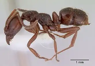 Austroponera castanea