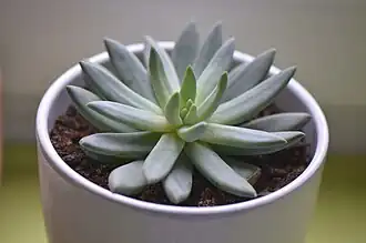 Pachyphytum longifolium