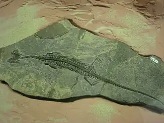 Pachypleurosaurus edwardsi