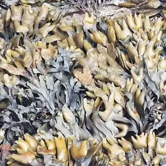 Бурые водоросли Fucus distichus[англ.]